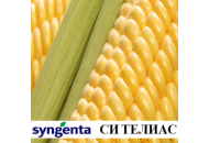 СИ Телиас Форс Зеа - кукуруза, 80 000 семян, Syngenta Голландия фото, цена